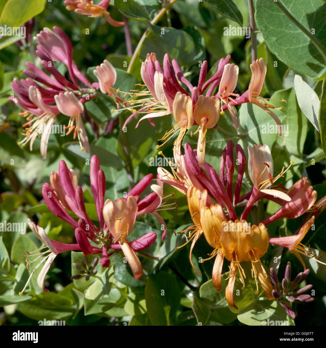 Lonicera x heckrottii - `Gold Flame'   CLS024552 Stock Photo